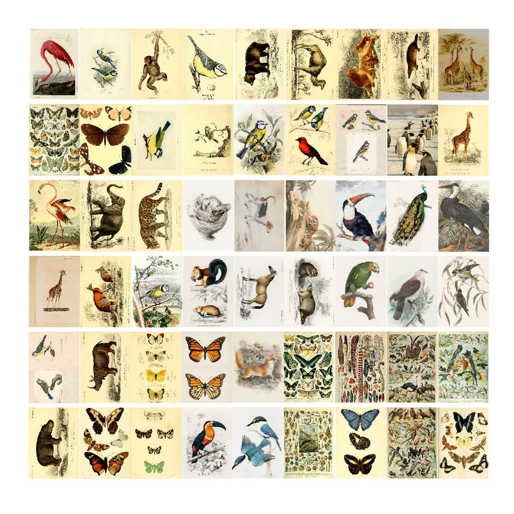 Mini Enciclopedia Animal