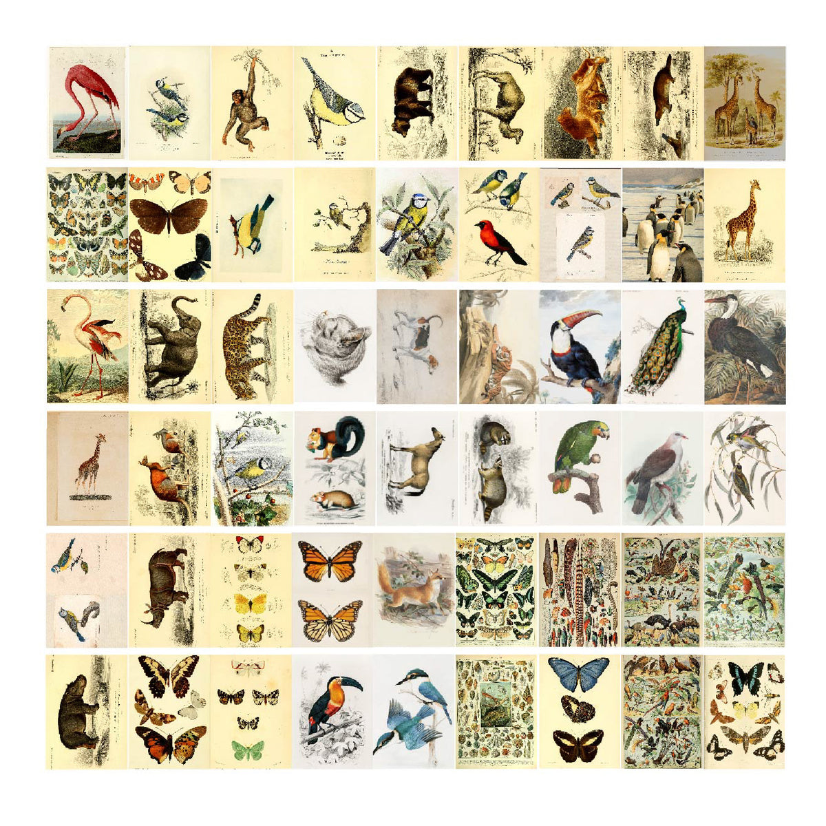 Mini Enciclopedia Animal