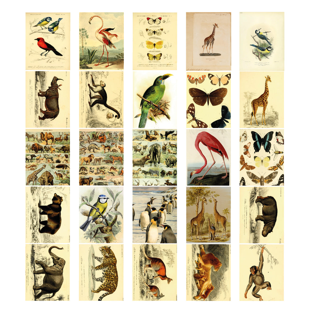 Stickers Postales Animales
