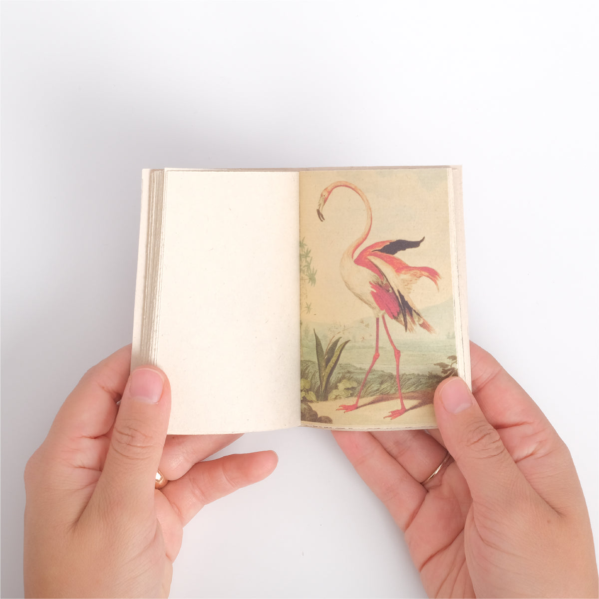 Mini Enciclopedia Animal