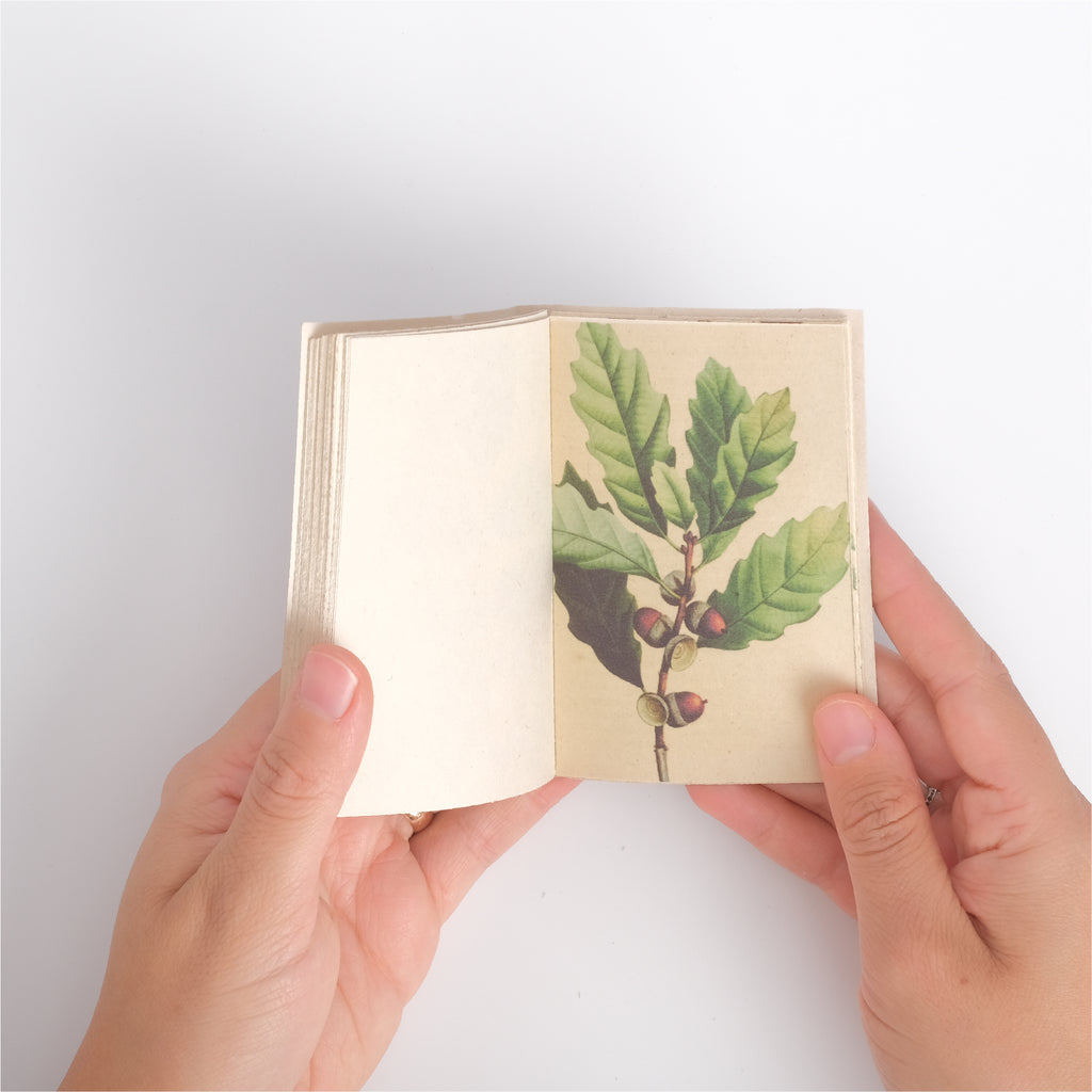 Mini Enciclopedia Botánica