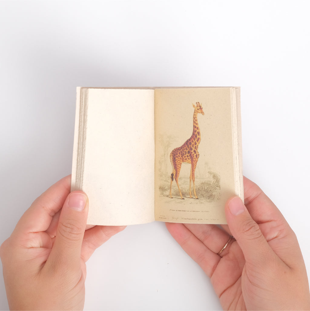 Mini Enciclopedia Animal