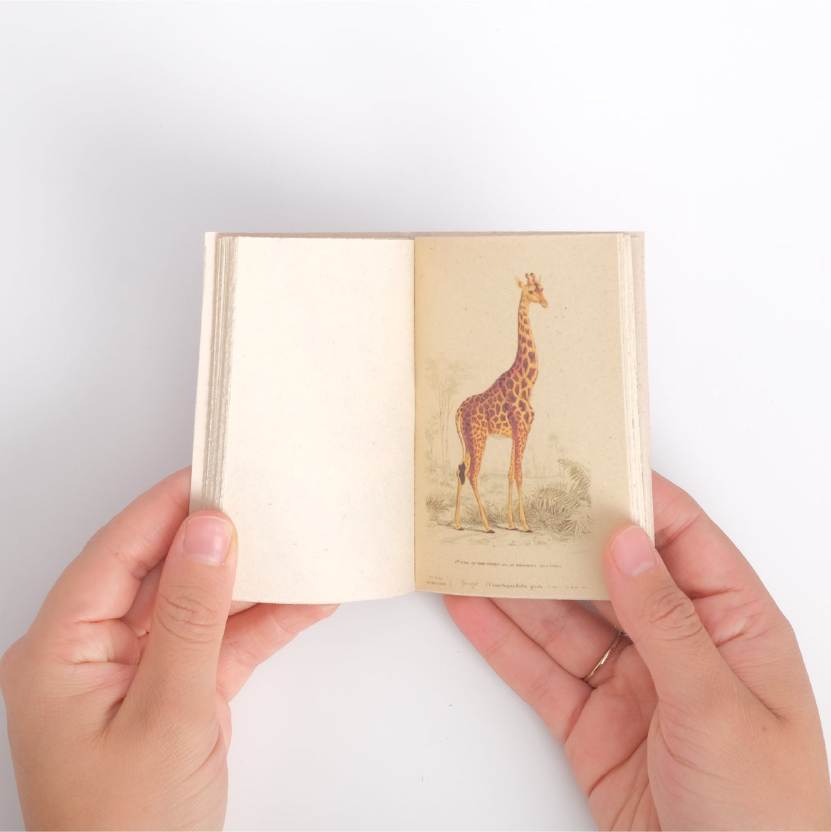 Mini Enciclopedia Animal