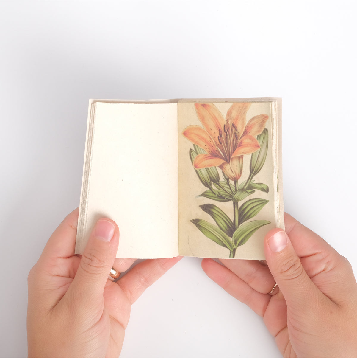 Mini Enciclopedia Botánica